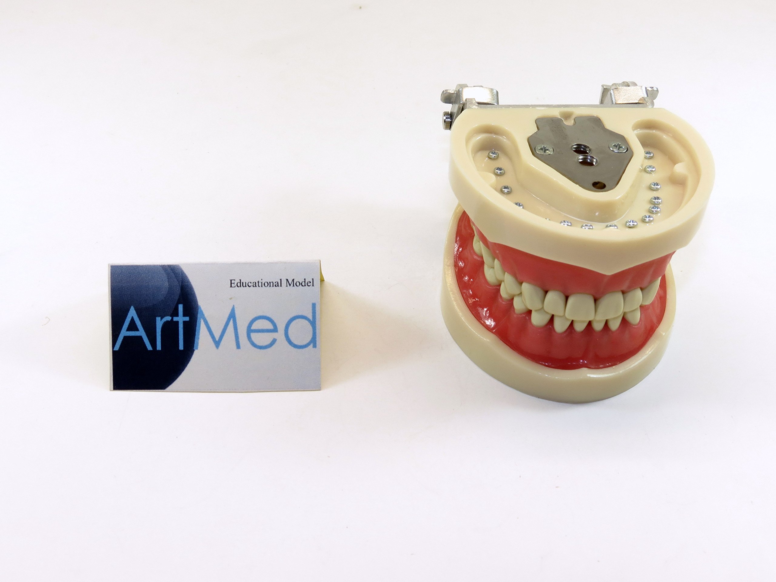 その他 NISSIN DENTAL MODEL Amazon.com: Dental Anatomy Model Typodont Type Nissin